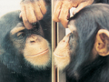 Badania szympansów dowiodły, że umieją one rozpoznawać własne odbicie w lustrze. Źródło: https://wiki.brown.edu/confluence/display/summeranth0100/Self-Recognition

